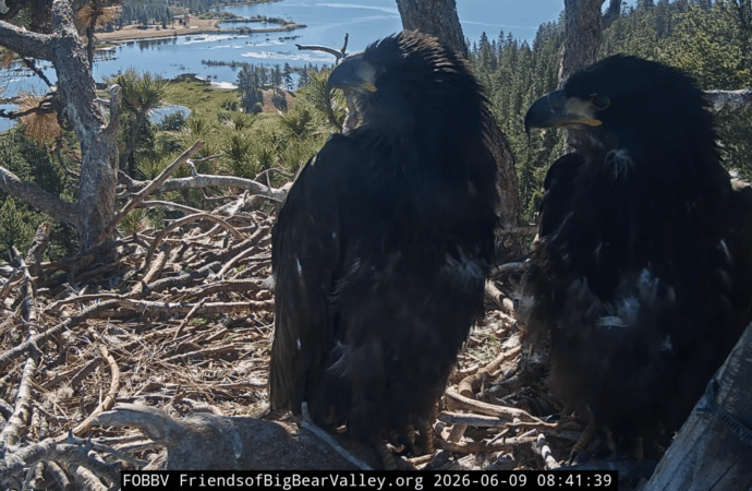 Jackie and Shadow’s chicks’ genders revealed: It’s a boy…and a girl!