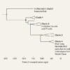 Genomic insights into the population dynamics and demise of Neanderthals
