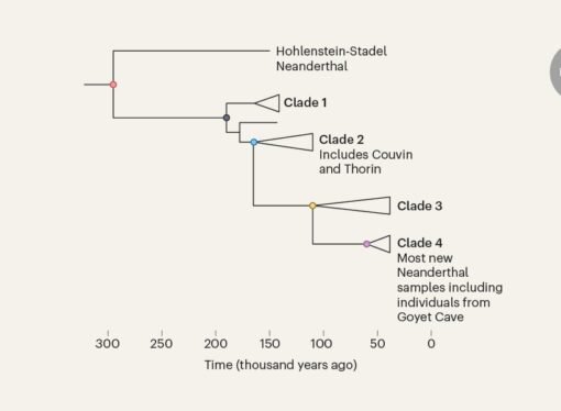 Genomic insights into the population dynamics and demise of Neanderthals