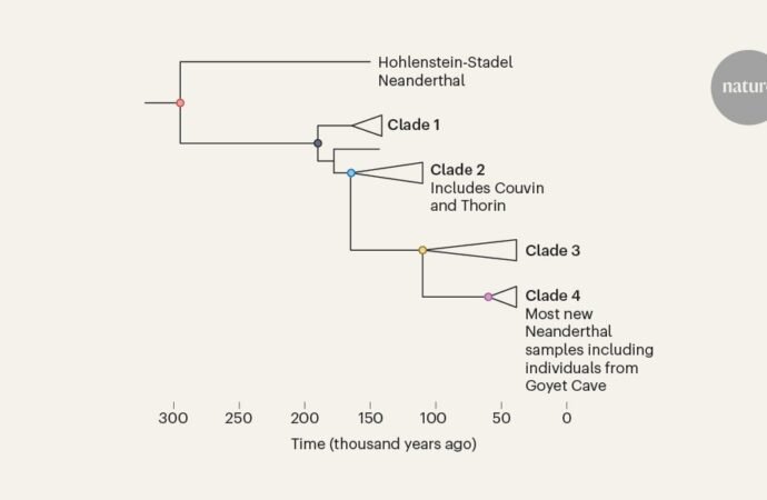 Genomic insights into the population dynamics and demise of Neanderthals