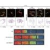 ‘Hidden hero’ peptides guard crops against sudden cold