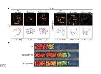 ‘Hidden hero’ peptides guard crops against sudden cold