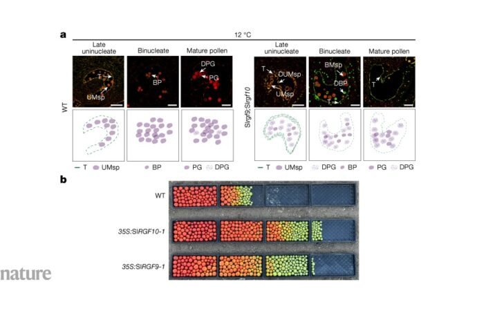 ‘Hidden hero’ peptides guard crops against sudden cold