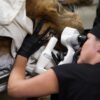 Lion undergoes double cataract surgery