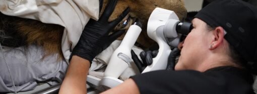 Lion undergoes double cataract surgery