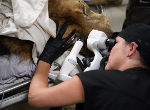 Lion undergoes double cataract surgery