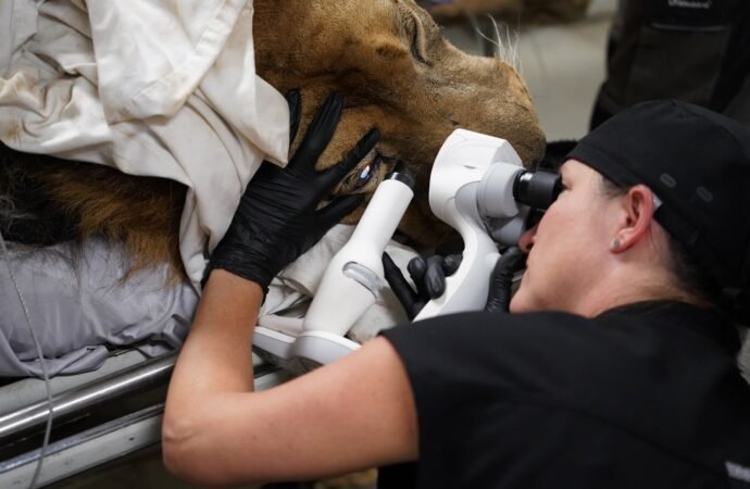 Lion undergoes double cataract surgery