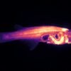Scientists want to track a transparent fish’s brain in real time : NPR