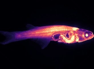 Scientists want to track a transparent fish’s brain in real time : NPR