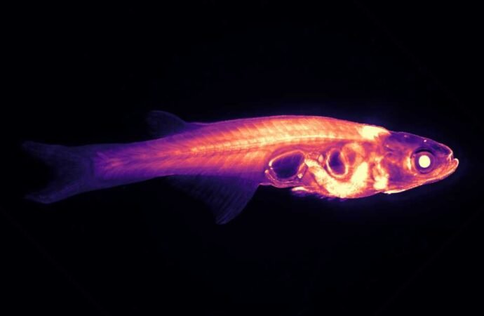 Scientists want to track a transparent fish’s brain in real time : NPR