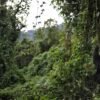 Fighting Ebola in a park that’s home to rare gorillas : NPR