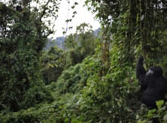 Fighting Ebola in a park that’s home to rare gorillas : NPR