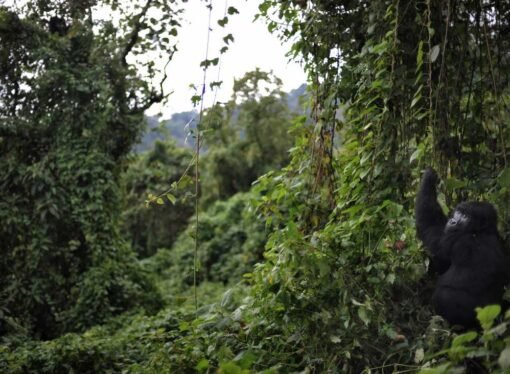 Fighting Ebola in a park that’s home to rare gorillas : NPR