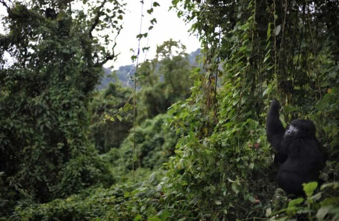 Fighting Ebola in a park that’s home to rare gorillas : NPR