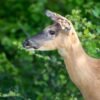 Tick season is getting worse. Can managing deer help? : NPR