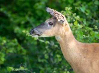 Tick season is getting worse. Can managing deer help? : NPR
