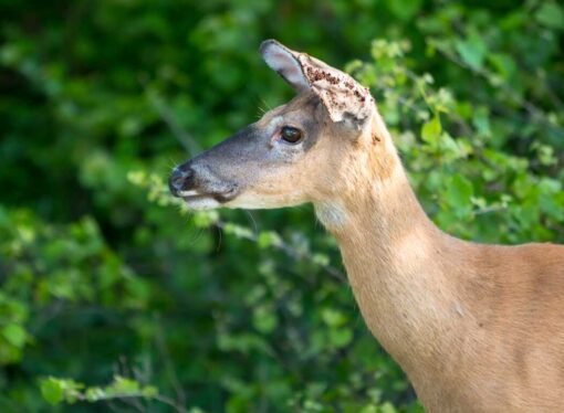 Tick season is getting worse. Can managing deer help? : NPR