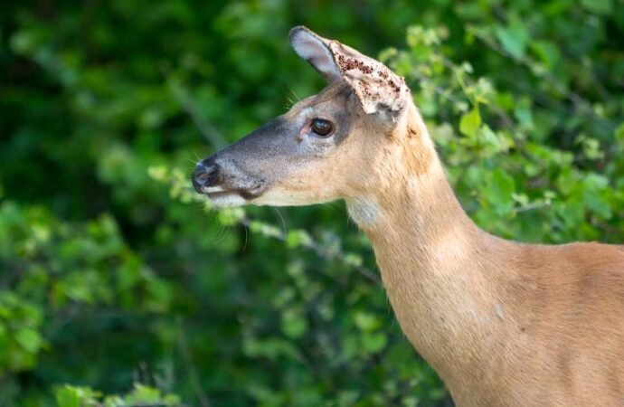 Tick season is getting worse. Can managing deer help? : NPR