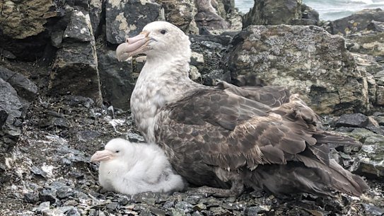 A southern giant petrel, the type of subantarctic migratory bird that arrives on Australian beaches infected by bird flu.
