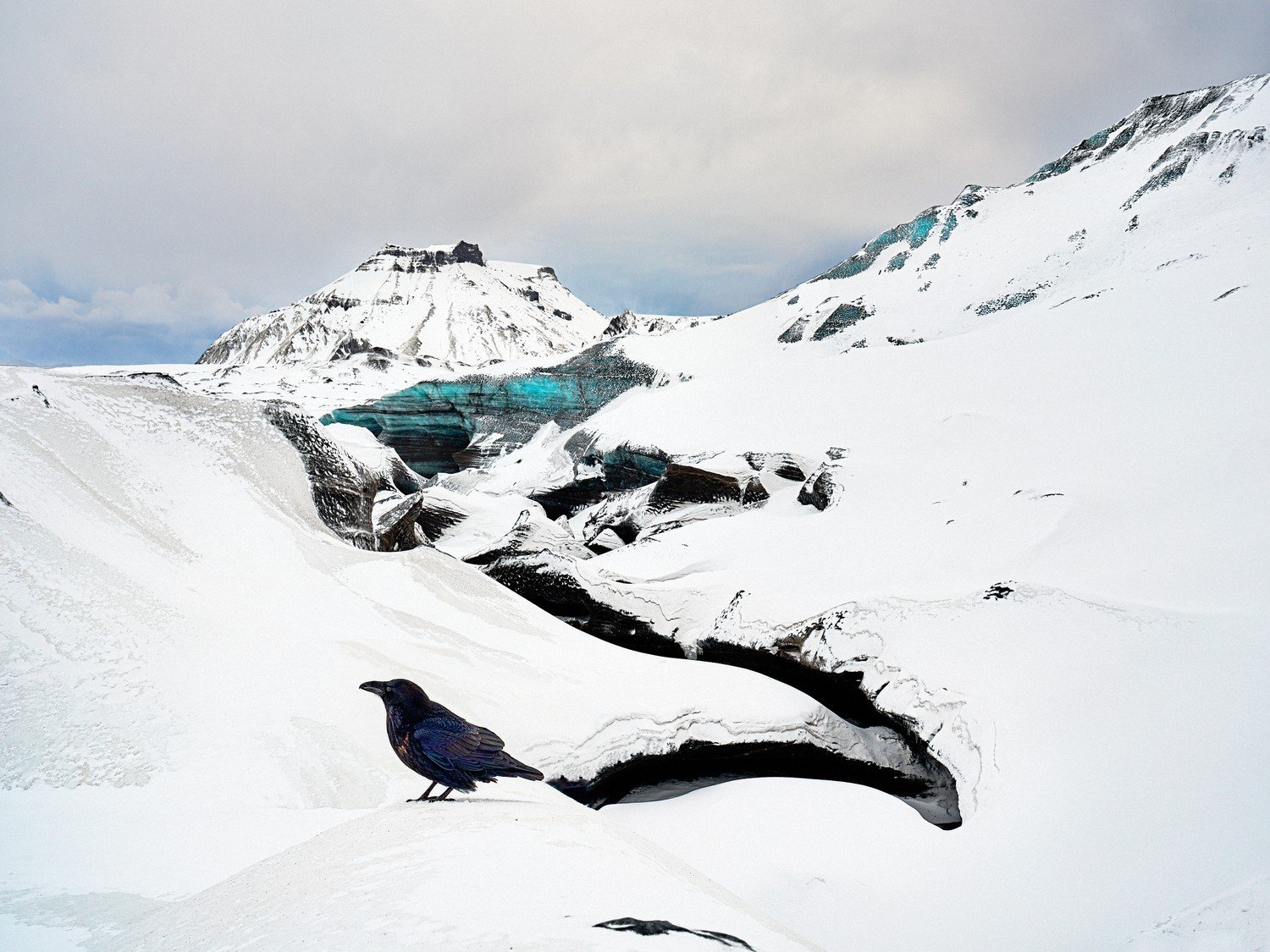 a bird in a mountainous and snowy region