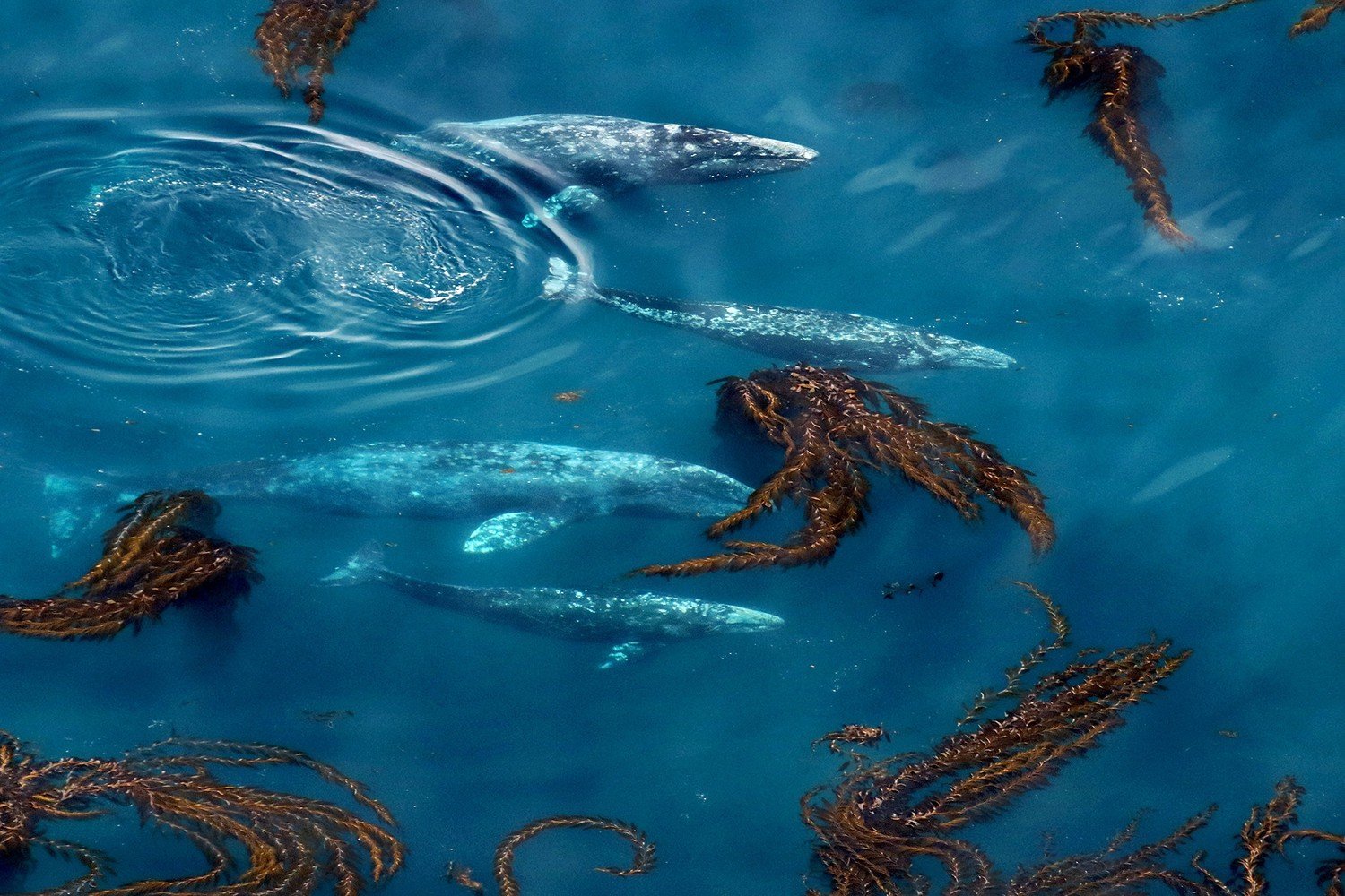 whales in the water