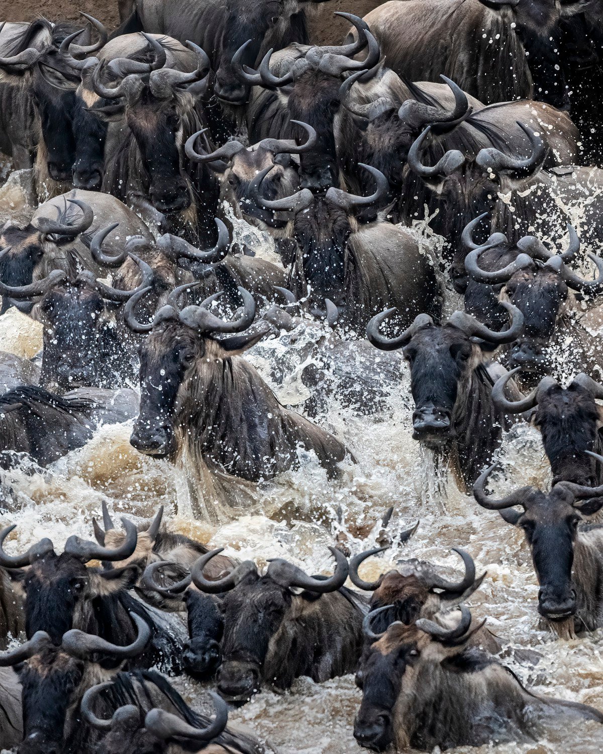 a herd of water buffalo splashing in the water