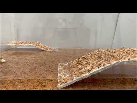 Miniature cyborg cockroach to the rescue