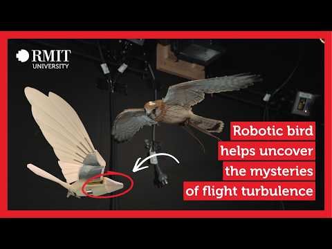 A robotic bird helps uncover the mysteries of turbulence in flight | RMIT University miniature