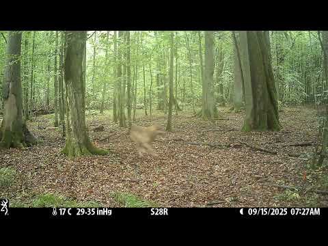 Wolves attack miniature European bison