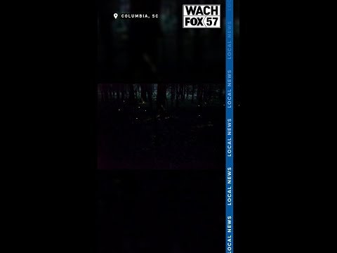 Synchronous fireflies light up Congaree National Park #shorts #shortnews #news #localnews #fireflies thumbnail