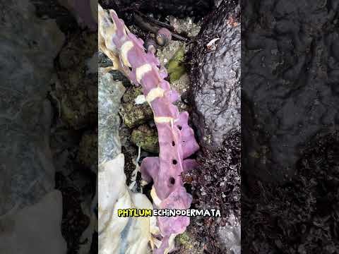 Purple Otter Bones Miniature
