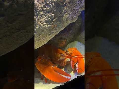 Luigi the miniature mute lobster