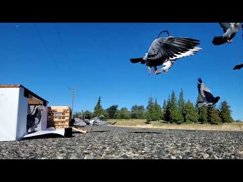 Pigeon with camera in a helmet begins its miniature flight