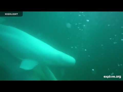 Beluga 2025 ship underwater camera | Highlight thumbnail