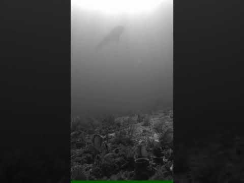 Floriday Miniature Whale Sharks
