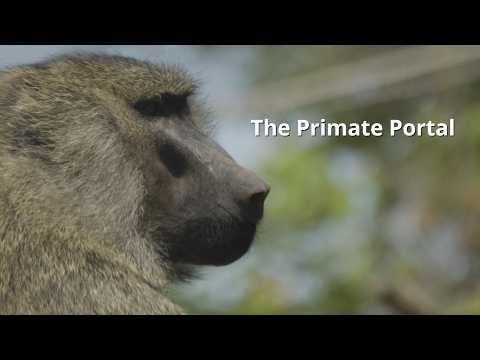 The primate portal tests monkeys' math skills and teaches kids how to code.