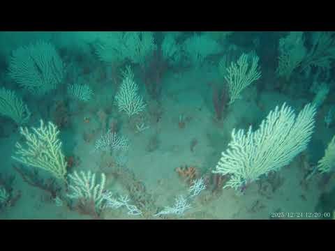 Miniature of a deep water reef near Benin