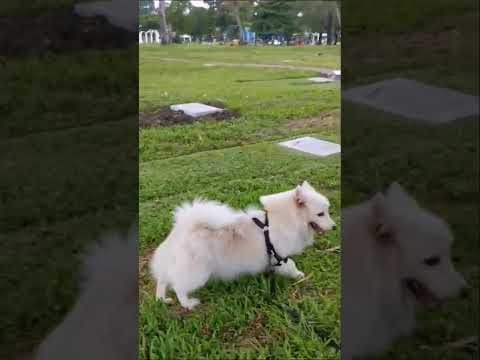 DOG PAWS THE GRASS AFTER URINATING #Shorts #DogKick #DogVideo thumbnail