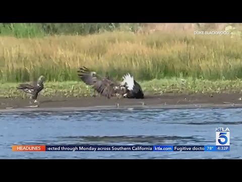 New video shows Jackie in a fight with two other bald eagles.