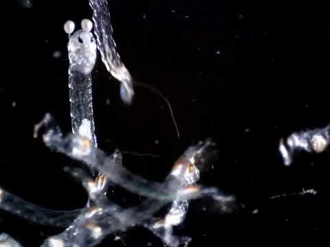 Close-up miniature of 'Chaoborus edulis' larvae