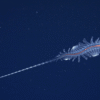 31 extraterrestrial marine species discovered off the coast of Brazil