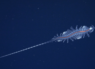 31 extraterrestrial marine species discovered off the coast of Brazil