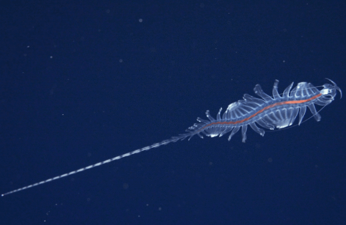 31 extraterrestrial marine species discovered off the coast of Brazil