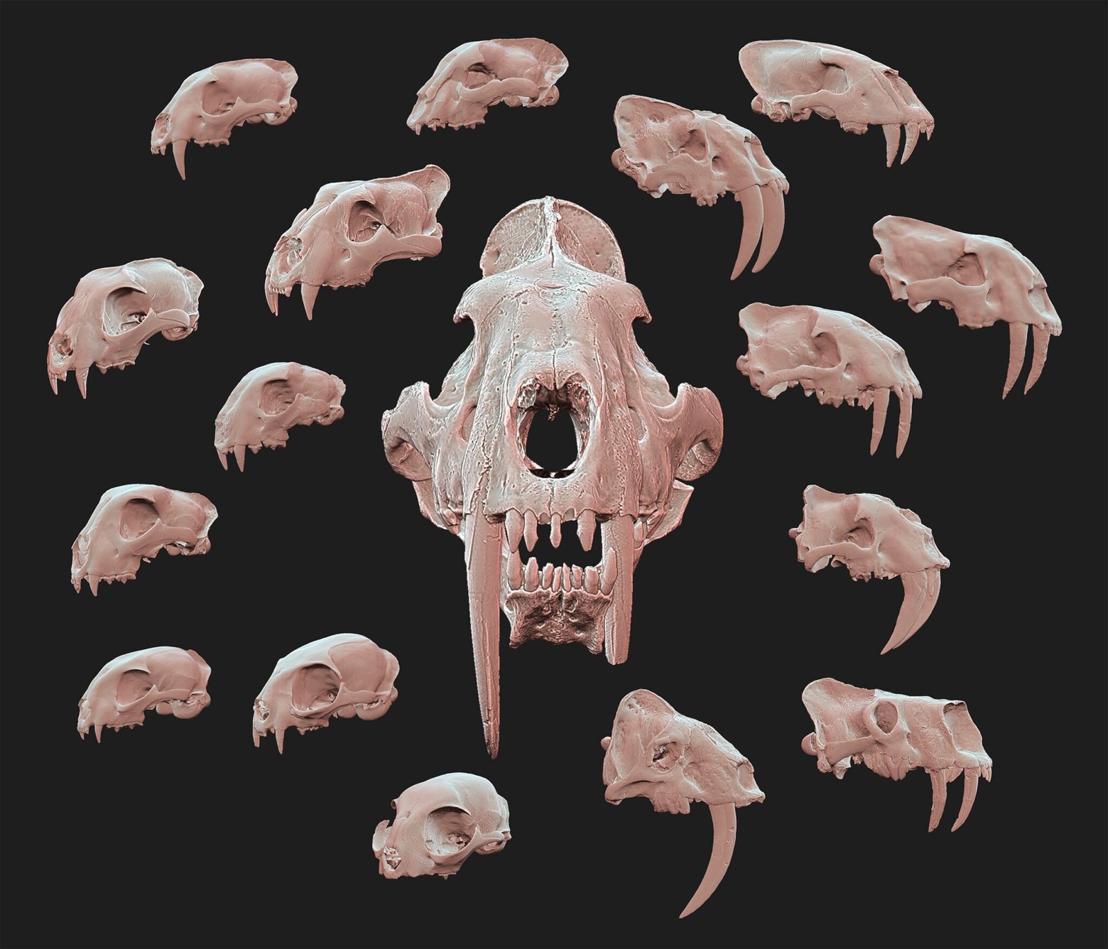 Several 3D scans showing the skull of a saber-toothed cat. It is long with extended front teeth
