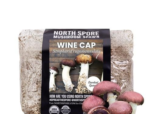 Image may contain: Mushroom, Plant, Mushroom and Agaric