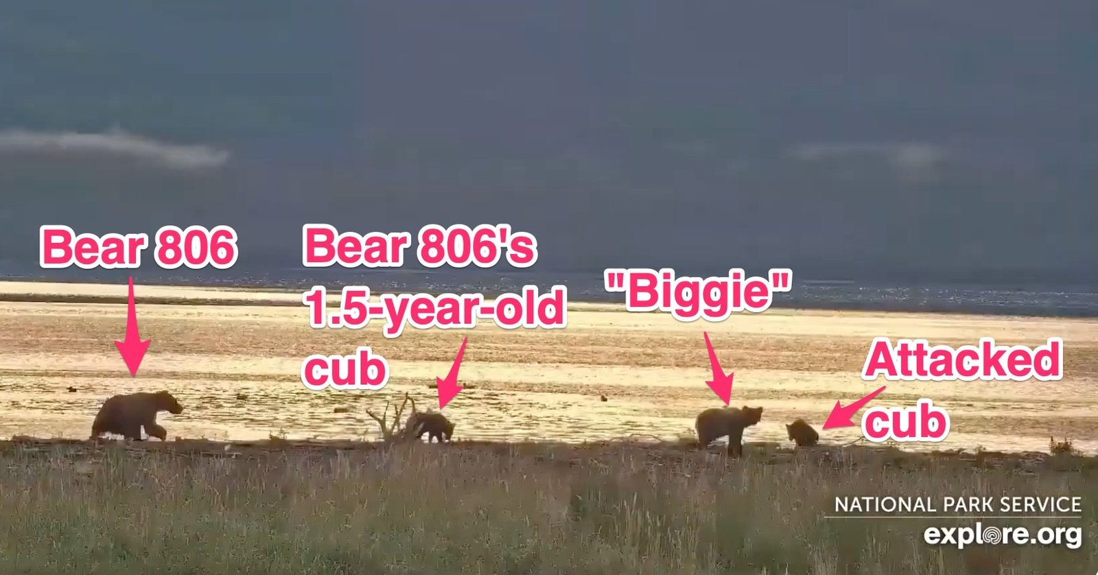bears