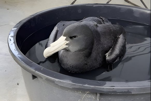 This infected giant petrel found near Esperance in WA marked the start of a flood of sick seabirds washing up on Australian beaches.