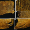 A T.rex bit a duck-billed dinosaur and we can still see the teeth marks