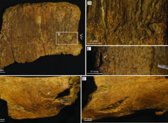 A T.rex bit a duck-billed dinosaur and we can still see the teeth marks