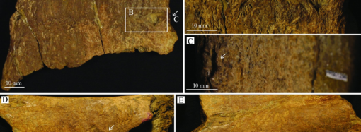 A T.rex bit a duck-billed dinosaur and we can still see the teeth marks